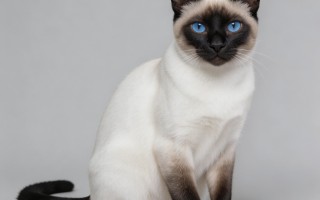 挖煤猫是什么品种？2026宠物圈揭秘真实身份
